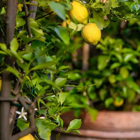 Citrus Charm Farmhouse, A Country With Pool * Capannori
